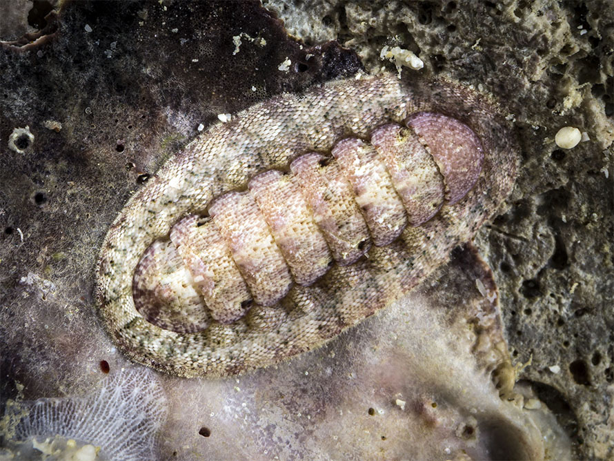 Chitonidae 2